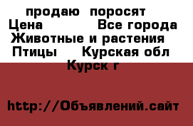 продаю  поросят  › Цена ­ 1 000 - Все города Животные и растения » Птицы   . Курская обл.,Курск г.